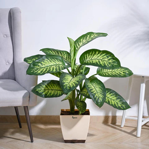 Variegated Plant