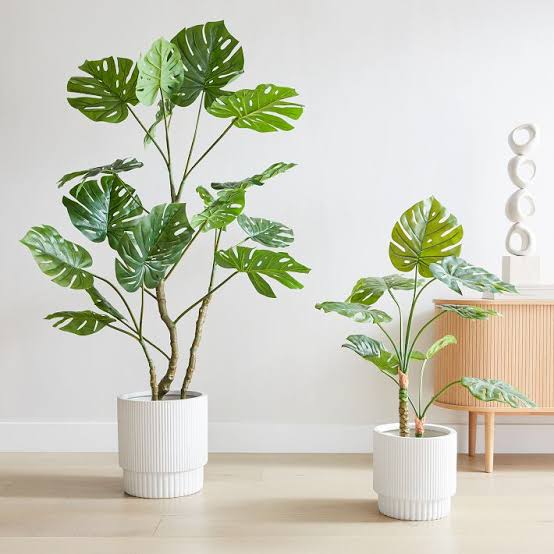 Monstera Plant