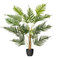 Fant Palm Plant – Lush Green Indoor Elegance