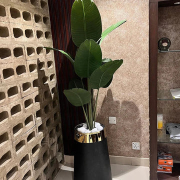 Large Plants