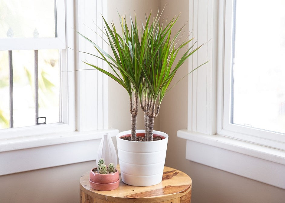 Corner Decor