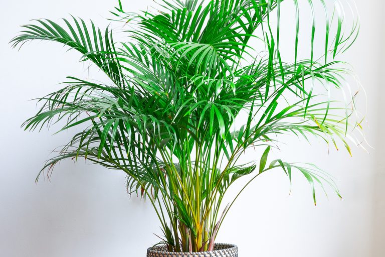 Areca Plant