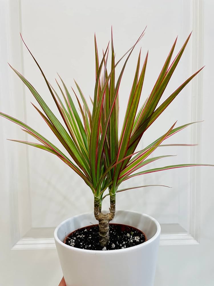 Daraecena Plant