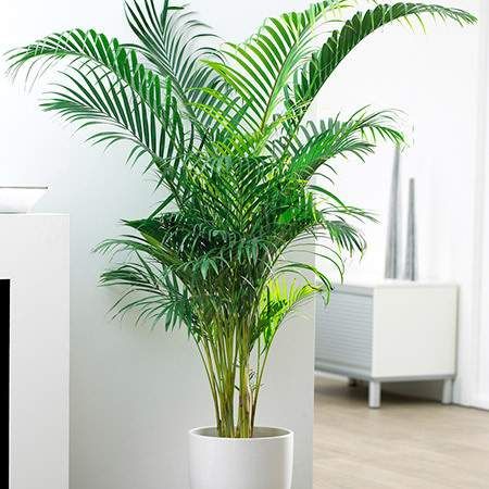 Areca Plant