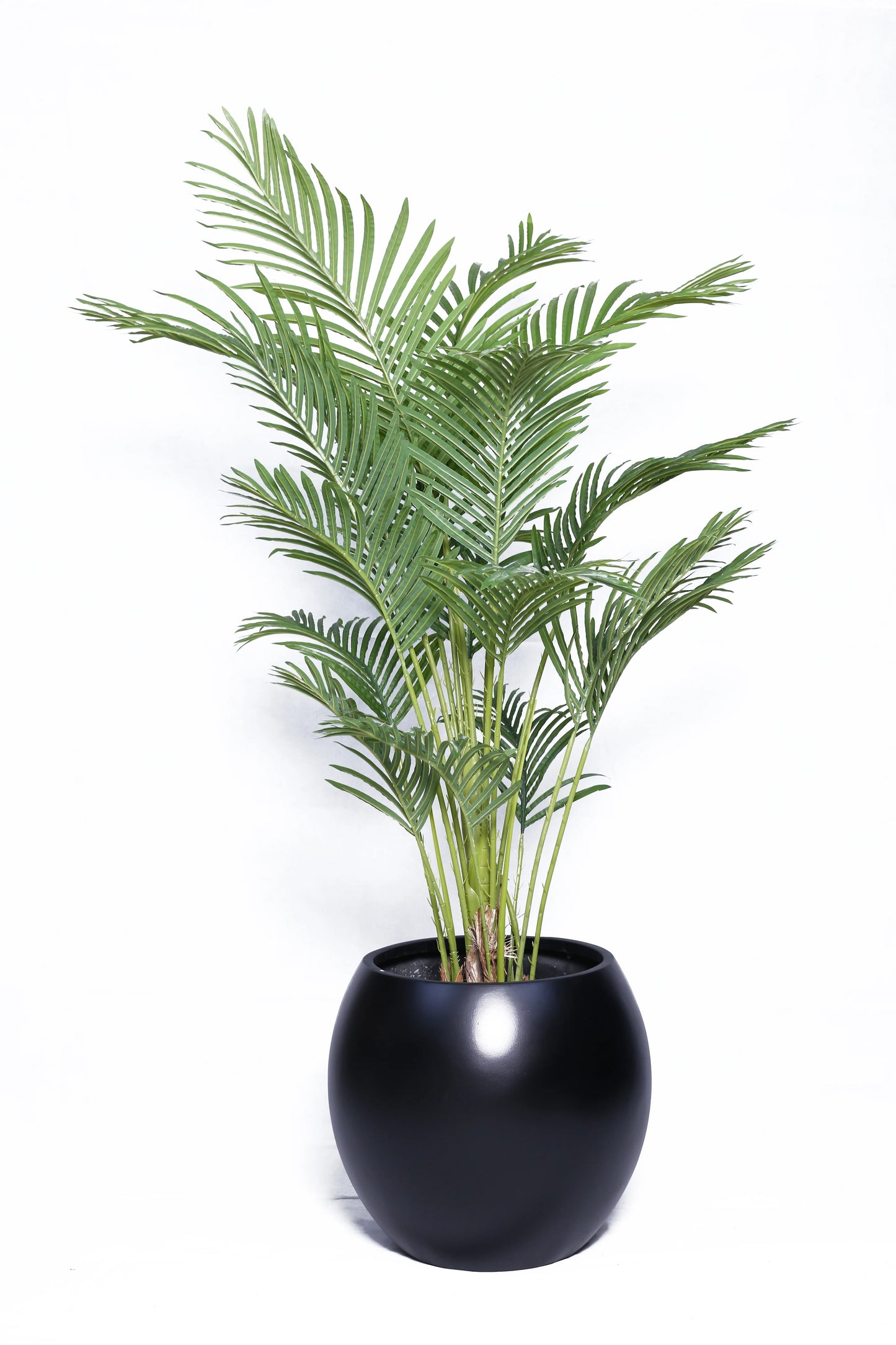 Banana palm with Round Pot