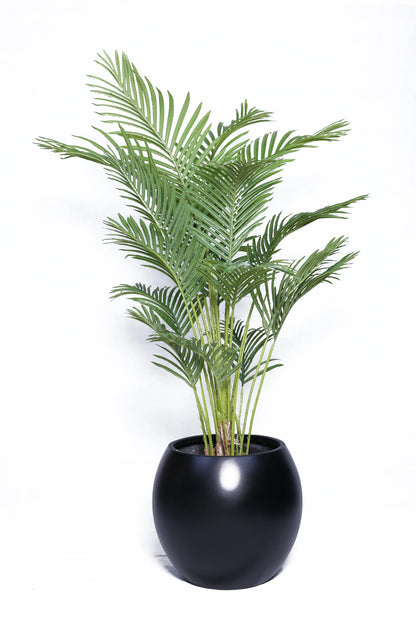 Banana palm with Round Pot