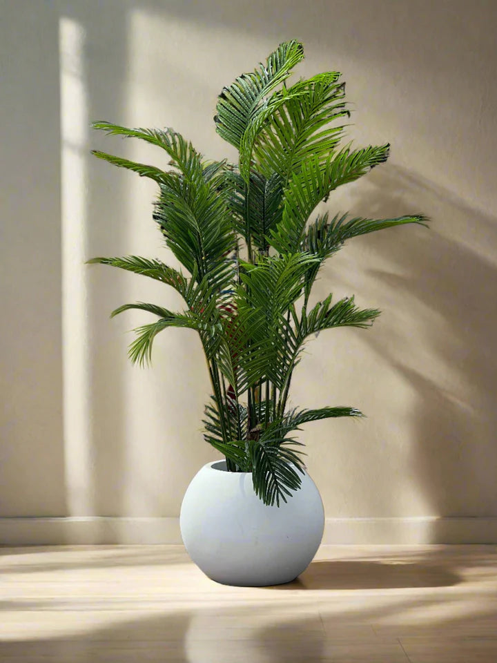 Areca Palm with sphere planter