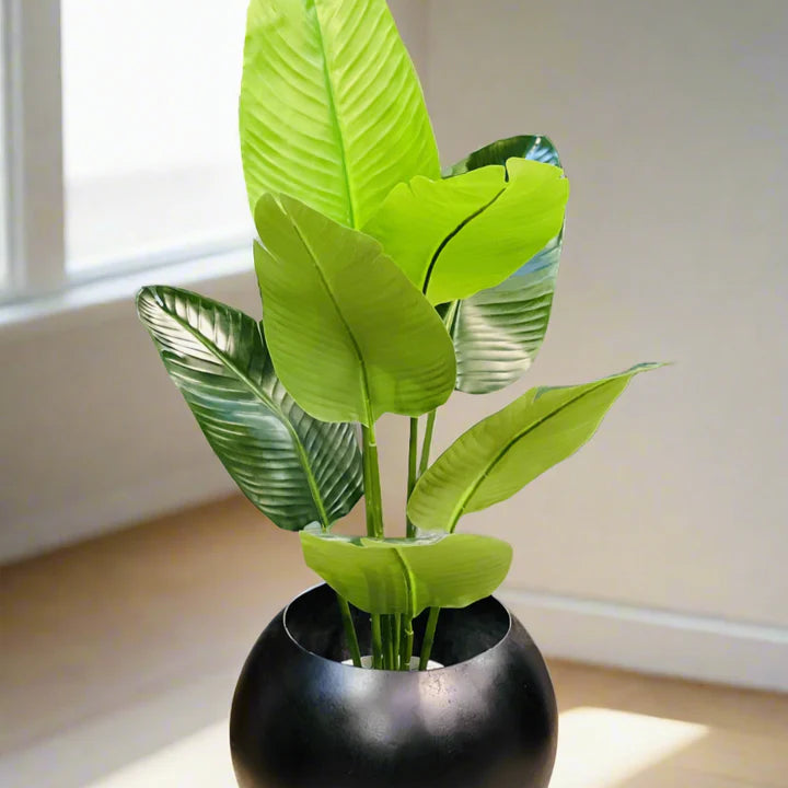 Banana palm with Round Pot
