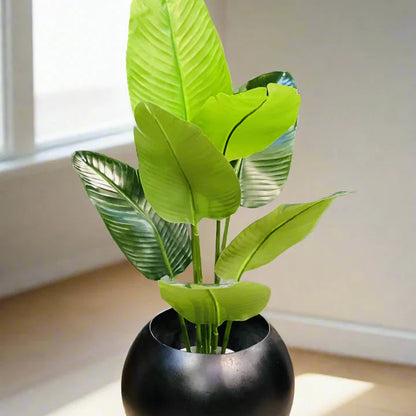 Banana palm with Round Pot