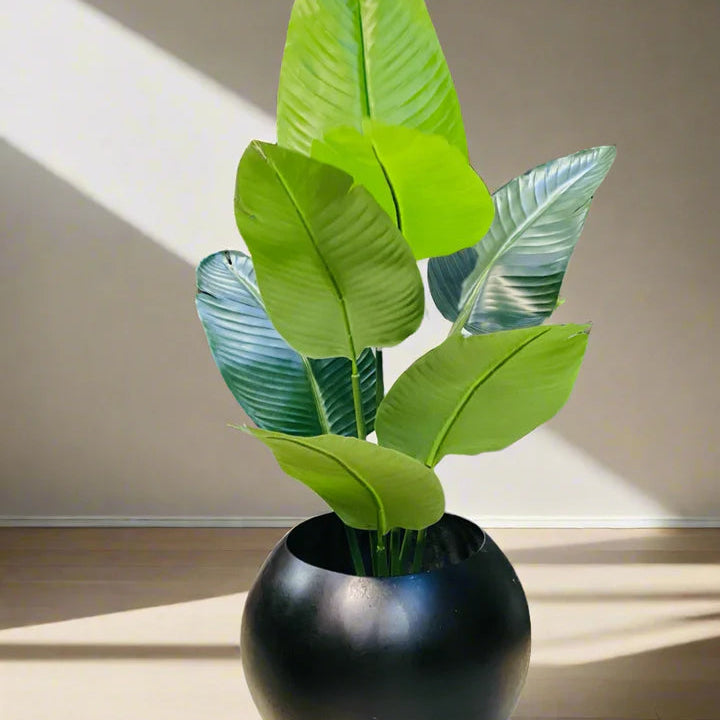 Banana palm with Round Pot