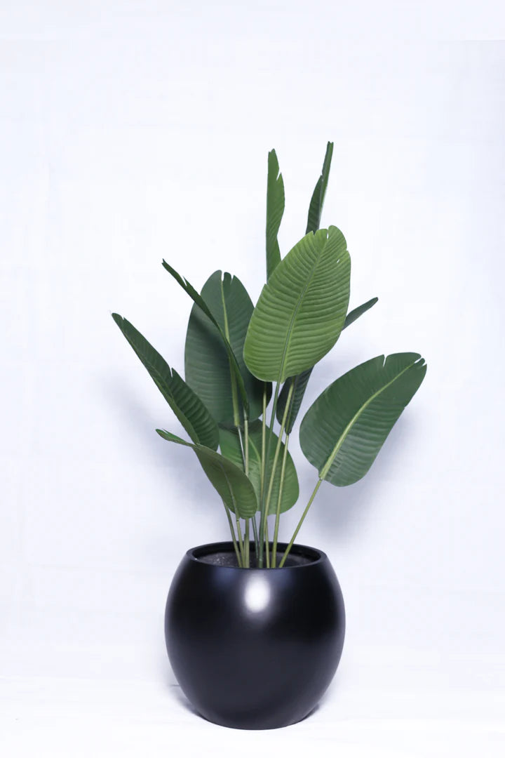 Areca Palm with sphere planter
