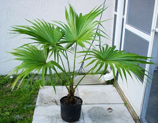 Fant Palm Plant – Lush Green Indoor Elegance