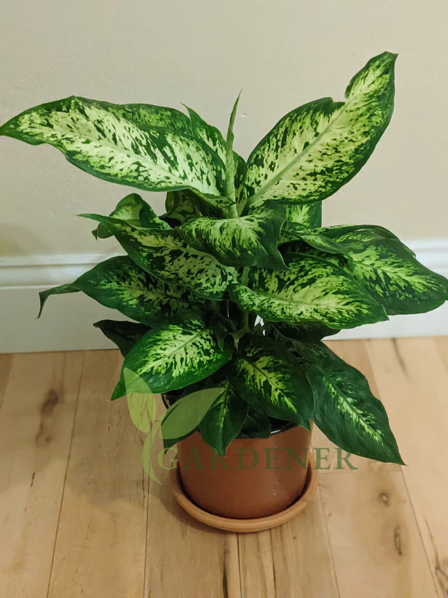 Dumb Cane Plant