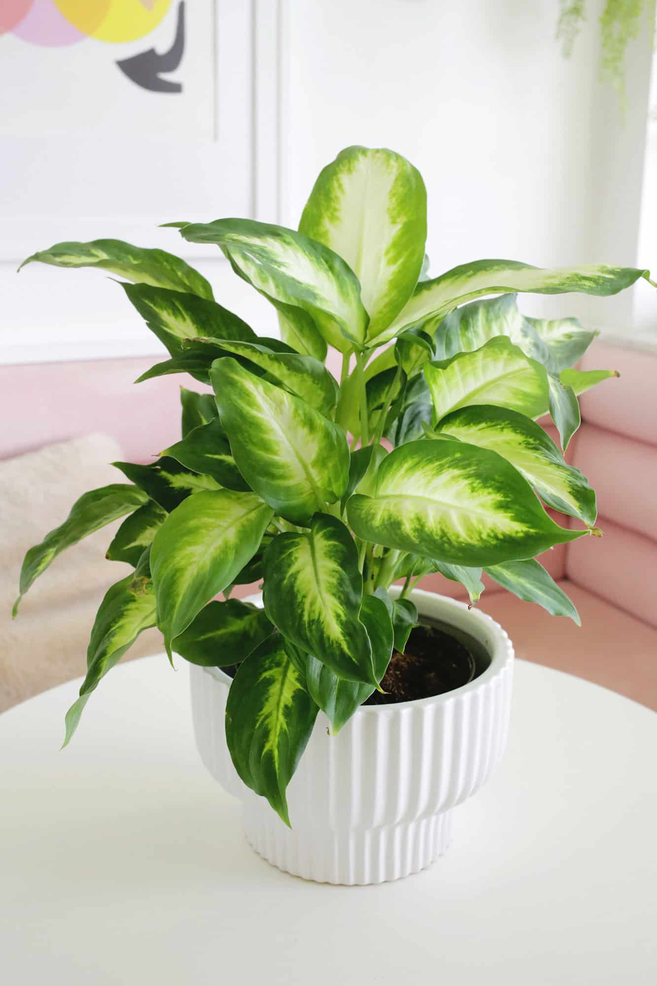 Dumb Cane Plant