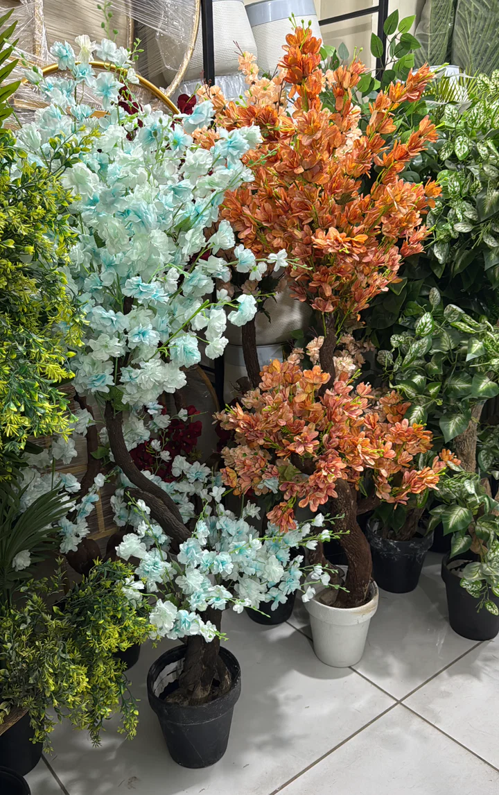 Floral plants