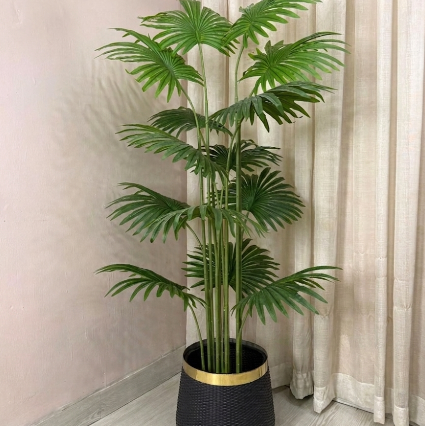 Fant Palm Plant – Lush Green Indoor Elegance