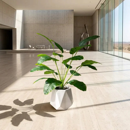Diamond Planter with Money Plant