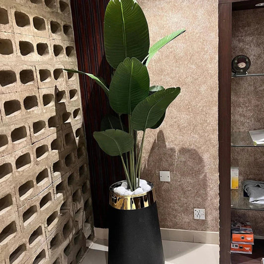 High end Banana Palm with Planter