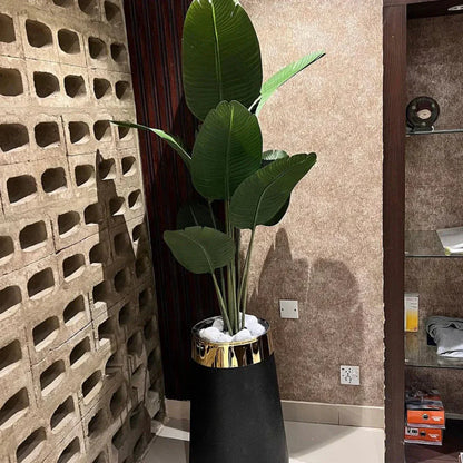 High end Banana Palm with Planter