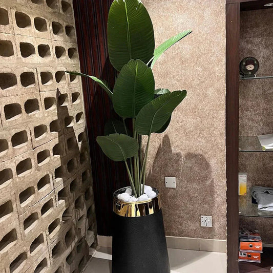 High end Banana Palm with Planter