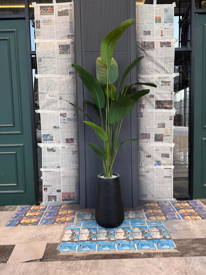LUXURY Highend tall banana tree 8-9ft