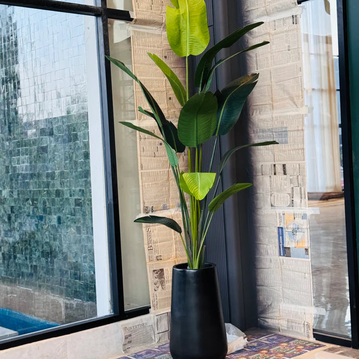 LUXURY Highend tall banana tree 8-9ft