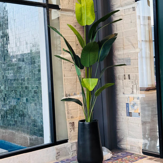 LUXURY Highend tall banana tree 8-9ft