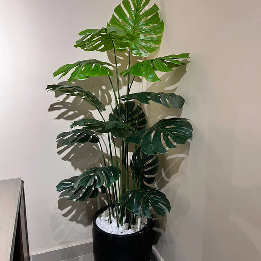 Monstera Plant with Planter