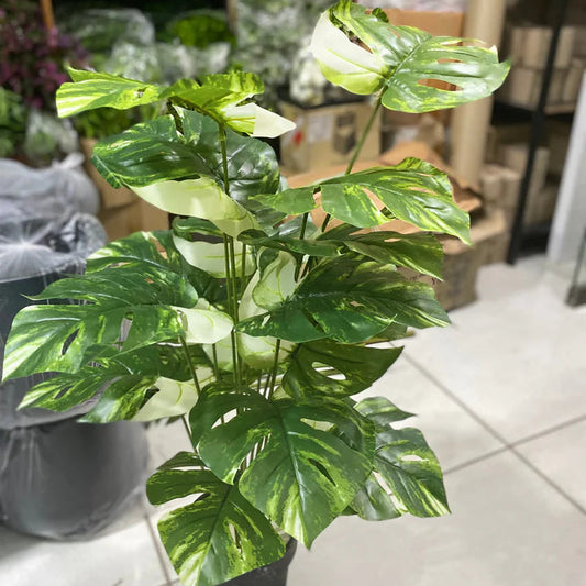 18 Monstera Leaf Plant