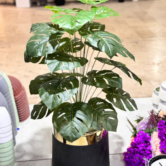 New Monstera plant