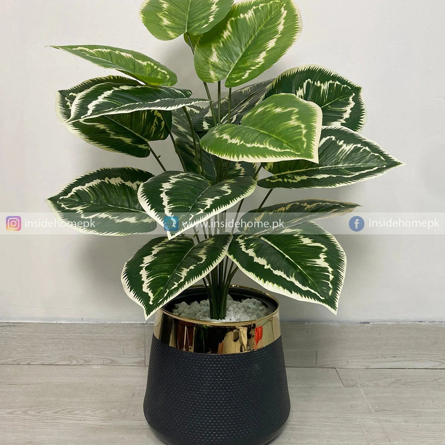 Dumb Cane Plant