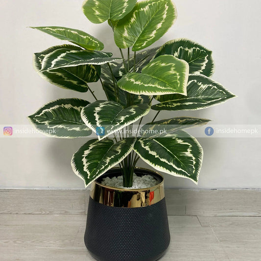 Dumb Cane Plant