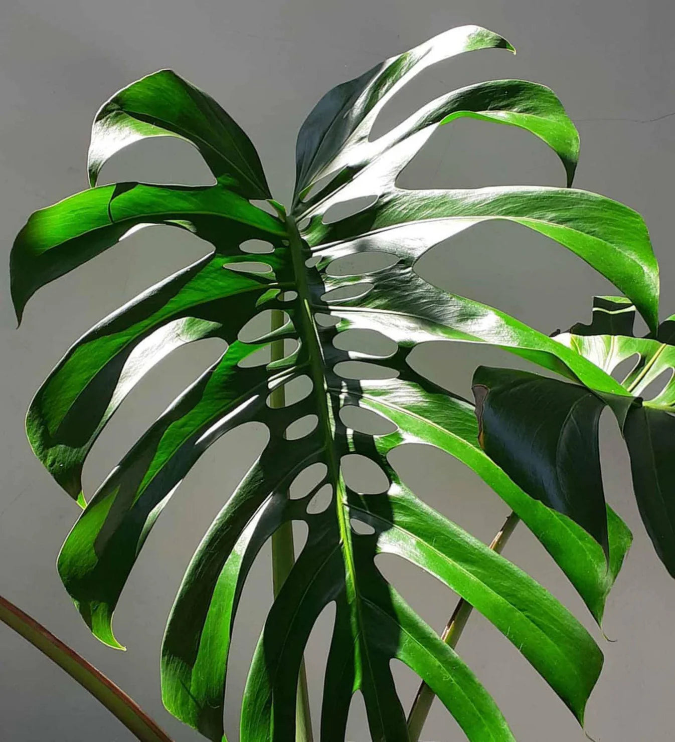 All Plants Style