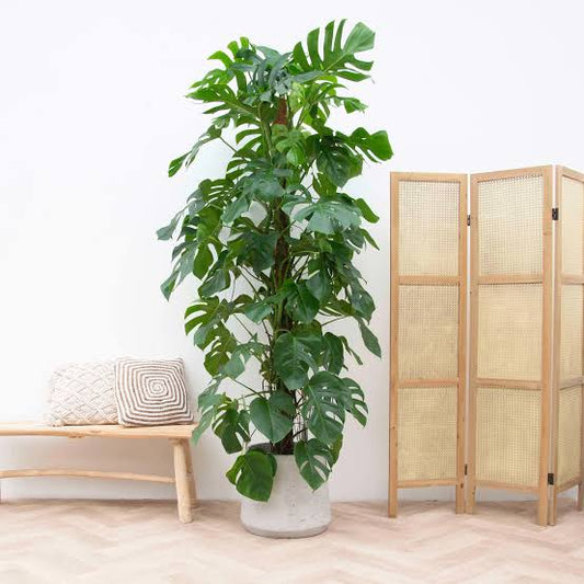 Monstera Plant