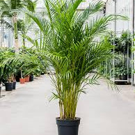 Areca Plant