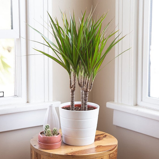 Daraecena Plant