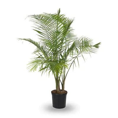 Areca Plant