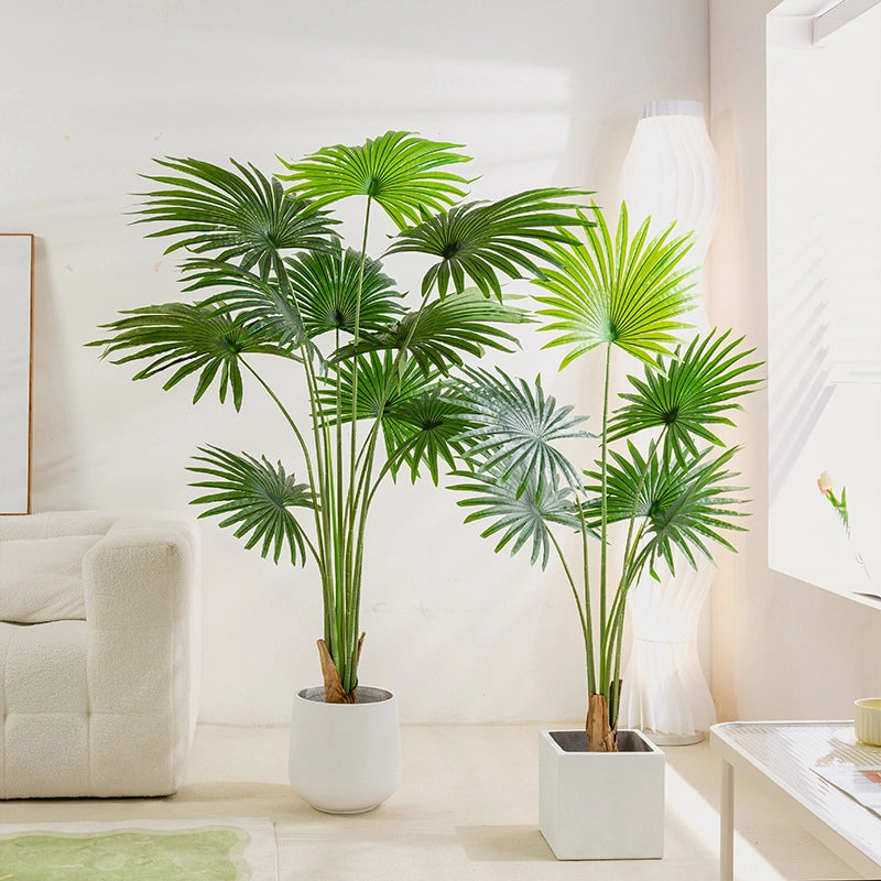 Fant Palm Plant – Lush Green Indoor Elegance